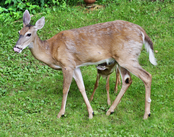 Mommy Deer & Fawn 2