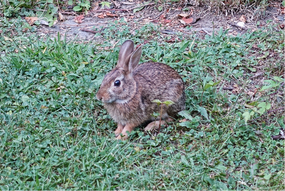 Rabbit 8-7-14 12"x18"