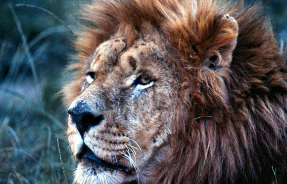 Lion_Profile