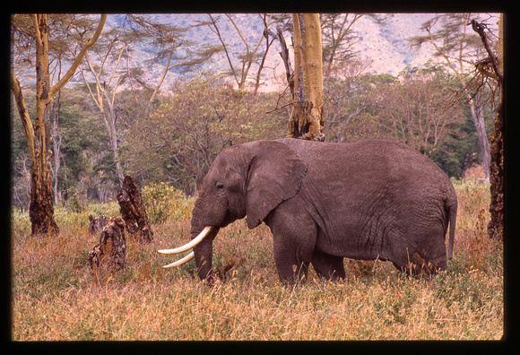 Africa_Elephant&Woods