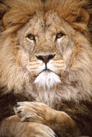 Regal Lion 24"x36"