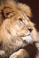 Regal Lion Looking Left 24"x36"