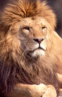 Regal Lion Contemplating Future 24"x36"