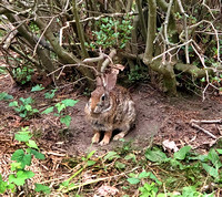 Rabbit Under Bush_crop