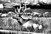 Elk Relaxing