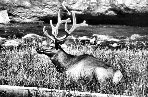 Elk Relaxing