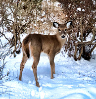Deer_Snow_2_12-19-20