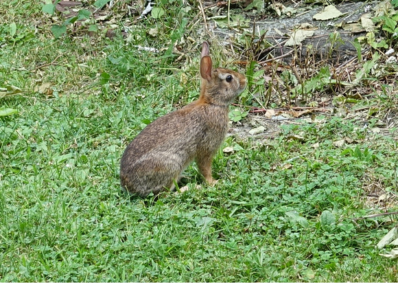 Rabbit_7-26-15 9"x12"
