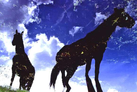 Horses Reflected 16"x24"
