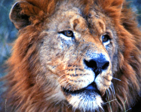 Lion Looking Left 20"x24"