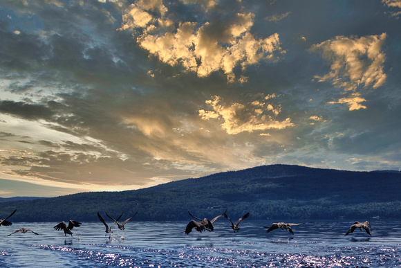 Geese in Flight on Lake