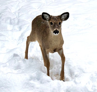 deer_snow_1a_Feb_2021